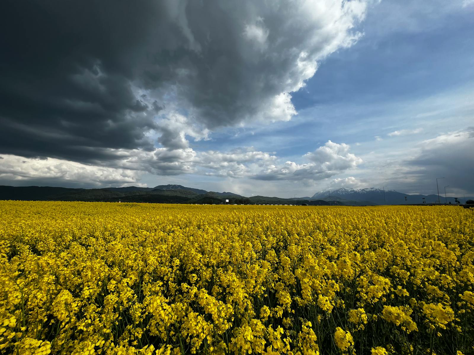 A dramatic yellow canola field blooms under a dynamic sky with dark storm clouds and distant mountains.